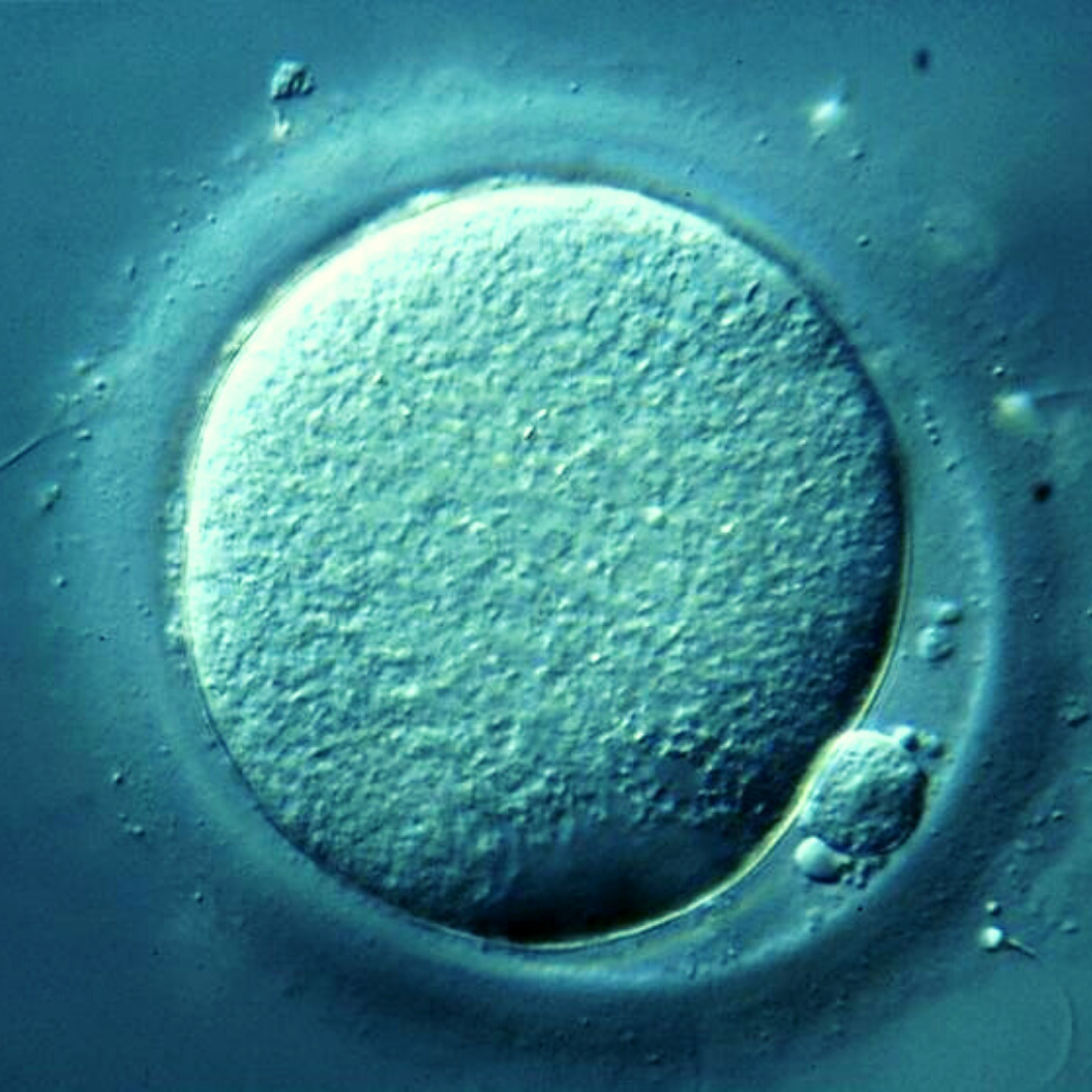 Comment puis-je améliorer la qualité de mes ovules?