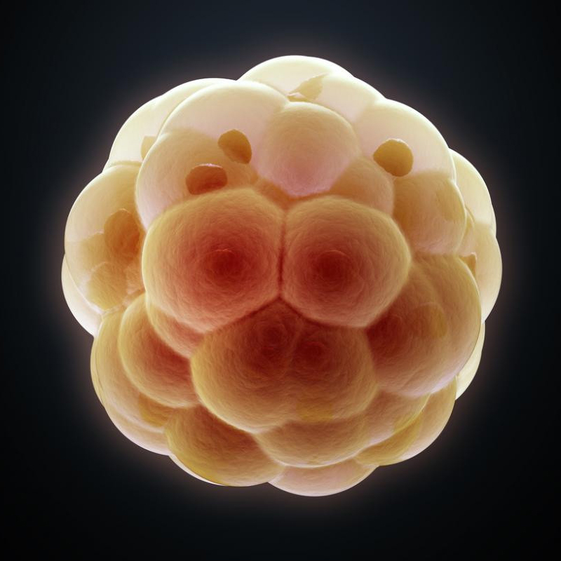 blastocystes
